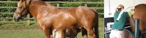Artificial Insemination and Reproductive Medicine