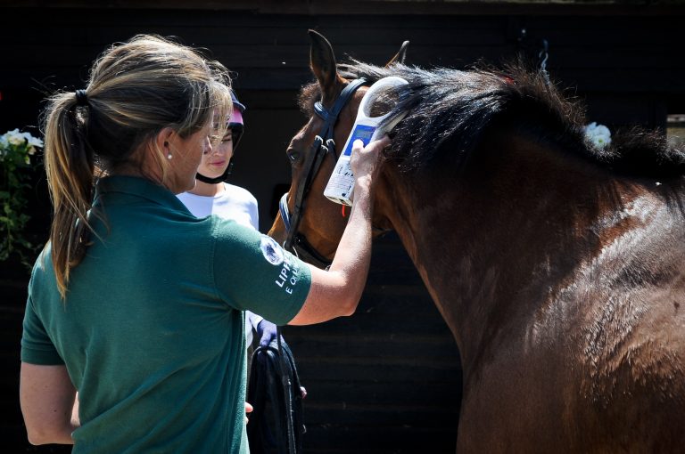 New law requiring all horses to be microchipped! Liphook Equine