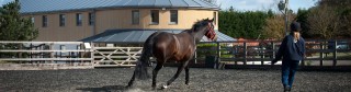 Trot up & ménage